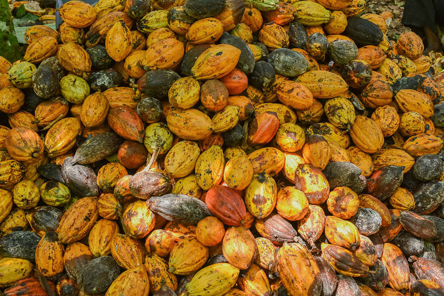 ʱ20211122գ¡EkoumdoumaջɿɡӾйȨƷתء