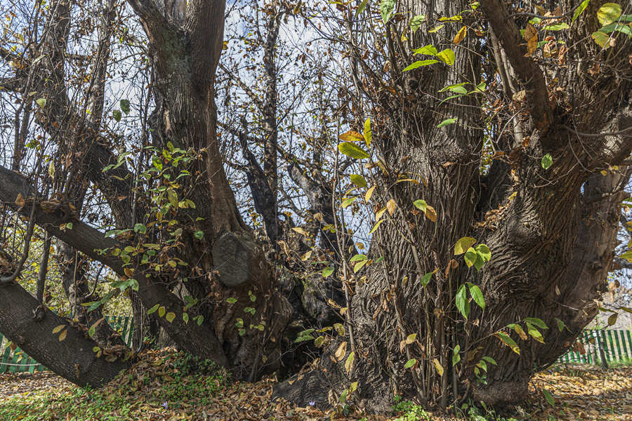 ʱ20211124գǣһ3000ͦɡӾйȨƷתء