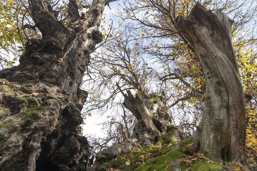 ʱ20211124գǣһ3000ͦɡӾйȨƷתء