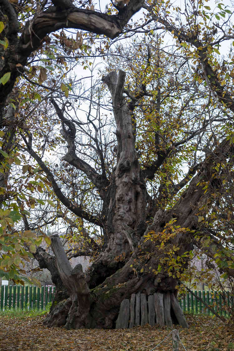 ʱ20211124գǣһ3000ͦɡӾйȨƷתء