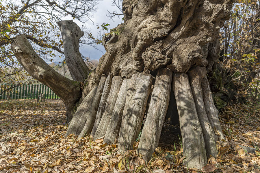 ʱ20211124գǣһ3000ͦɡӾйȨƷתء