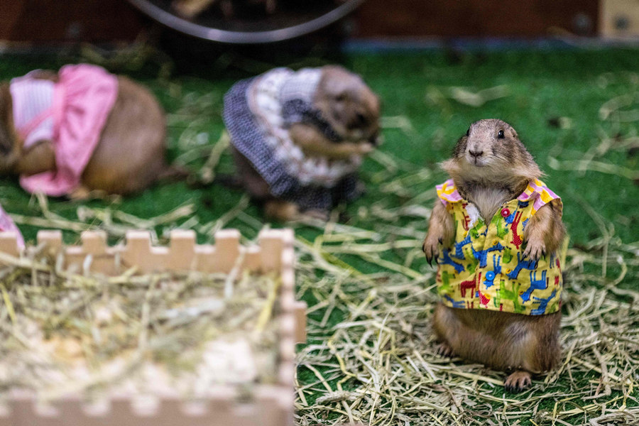 ʱ20211125գ̩Ⱦ2021ﲩᡣӾйȨƷתء