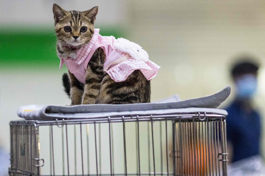 ʱ20211125գ̩Ⱦ2021ﲩᡣӾйȨƷתء