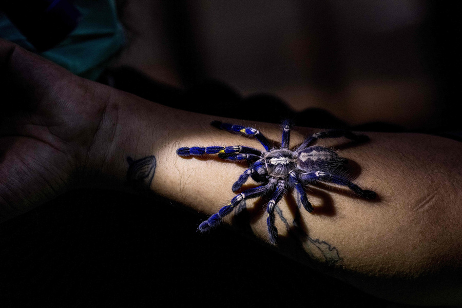 ʱ20211125գ̩Ⱦ2021ﲩᡣӾйȨƷתء