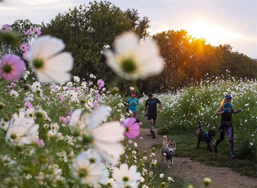 ����IC��Ȩ��Ʒ������ת�ء�