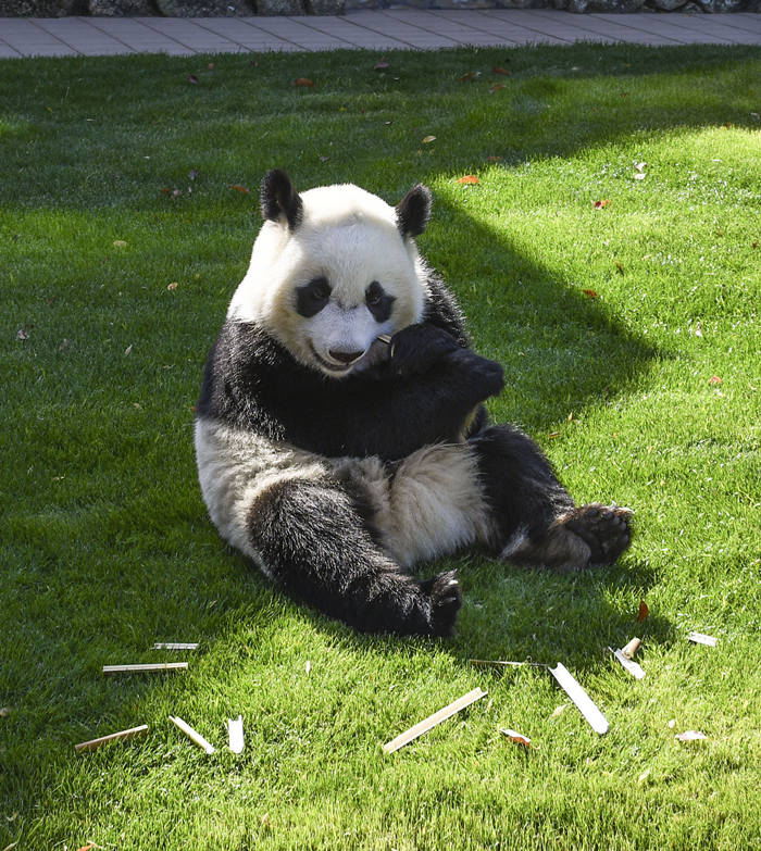 ʱ202245գձ͸ɽأձ͸ɽذ͸ɽҰ԰ڴèFuhinڻˣӾйȨƷתء