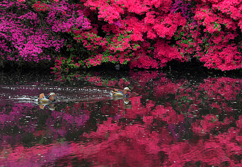 Ӣ׶شŨ ʿ԰ž黨ʢ续