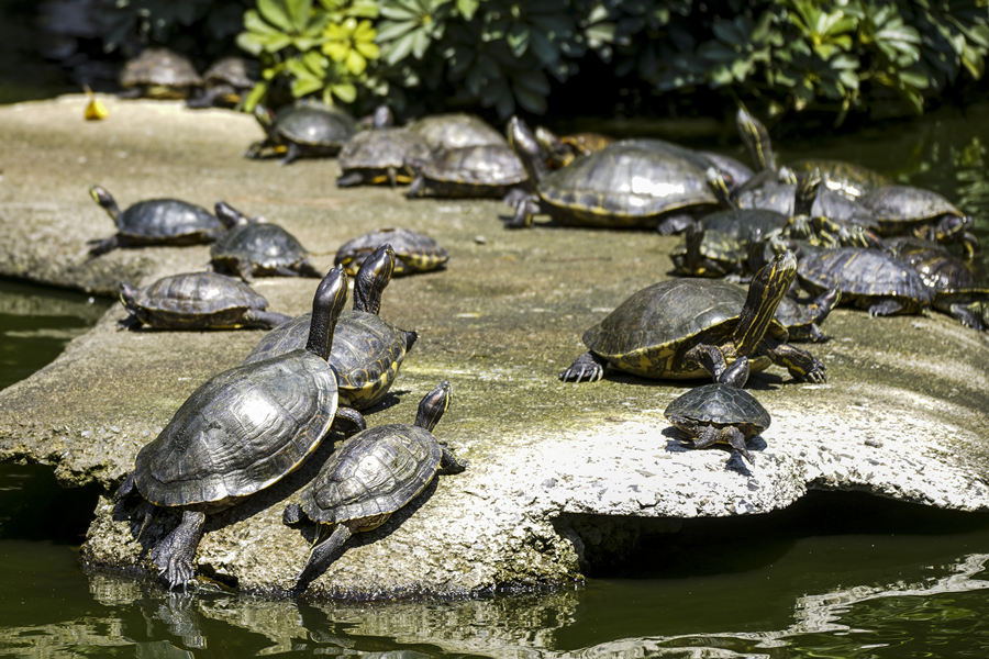 ICPhoto��Ȩ��Ʒ������ת�ء�