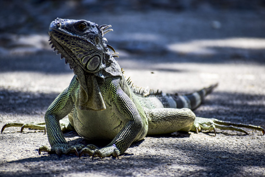 ICPhoto��Ȩ��Ʒ������ת�ء�