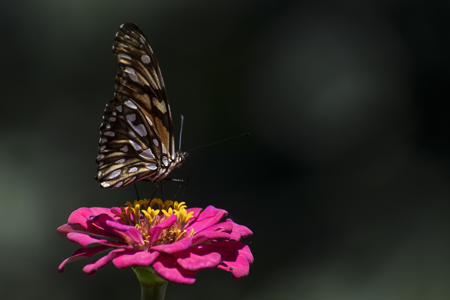 ICPhoto��Ȩ��Ʒ������ת�ء�