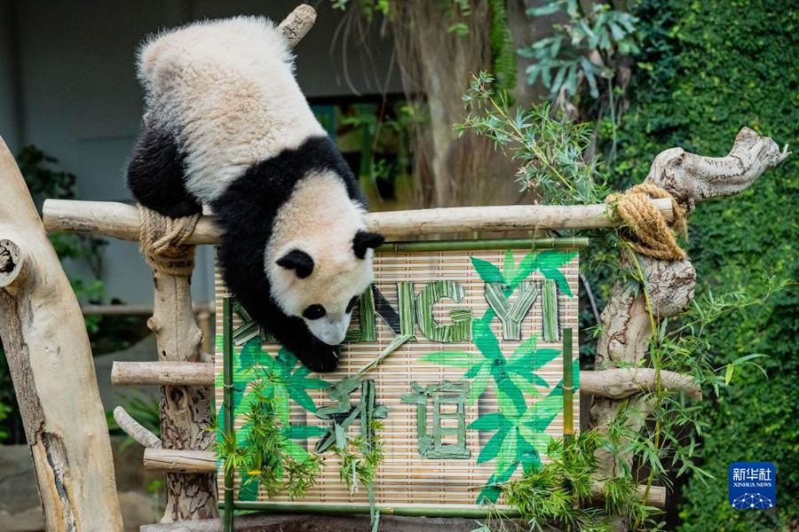 525գèꡱǼ¡¸ĹҶ԰ˣйèµĵֻ25ǹҶ԰ʽȡΪꡱ»  