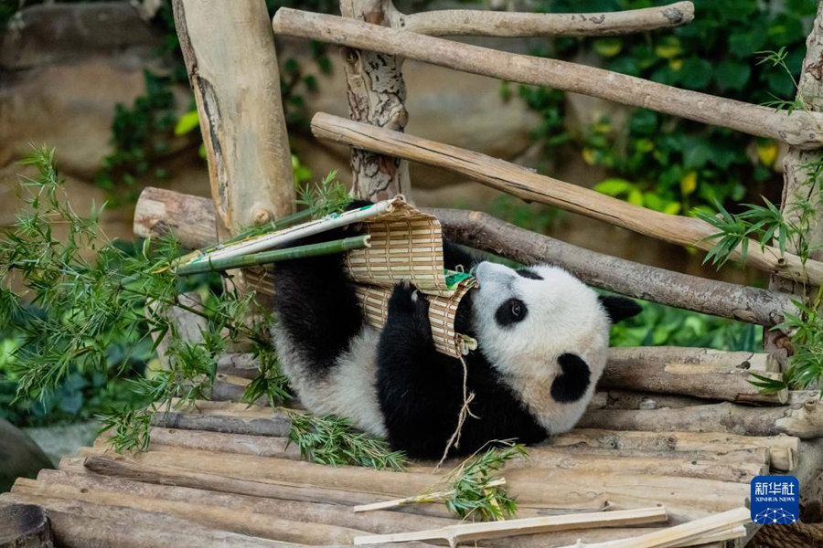 525գèꡱǼ¡¸ĹҶ԰ˣйèµĵֻ25ǹҶ԰ʽȡΪꡱ»  