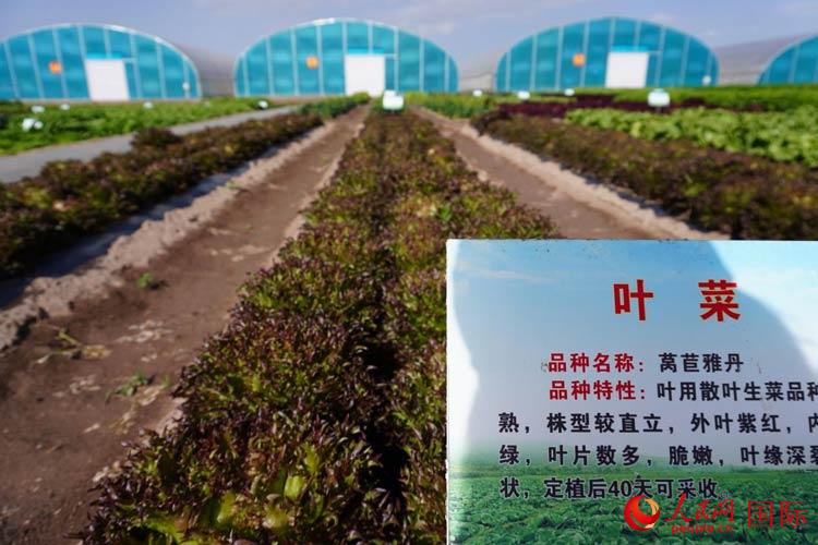 ҦĥִũҵʾʵֲݫŵҶˡ `