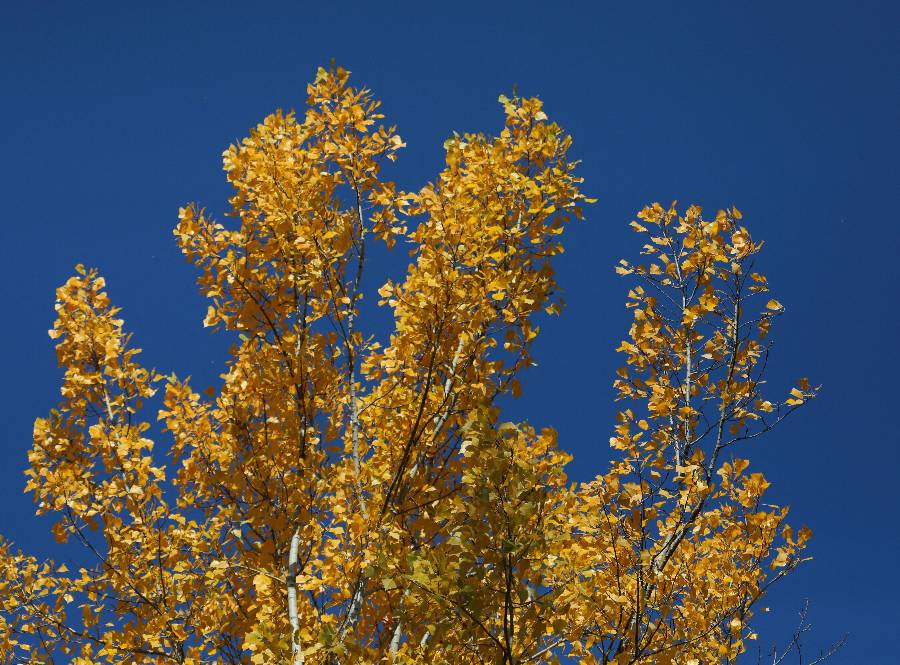 ICPhoto��Ȩ��Ʒ������ת�ء�