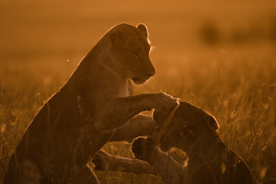 IC Photo��Ȩ��Ʒ������ת�ء�