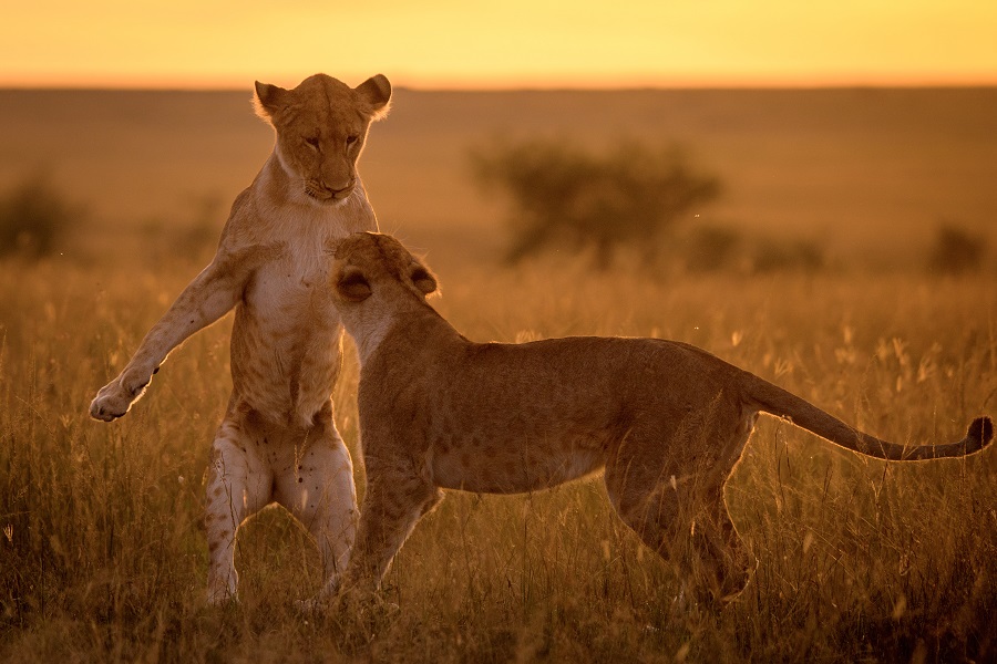 IC Photo��Ȩ��Ʒ������ת�ء�