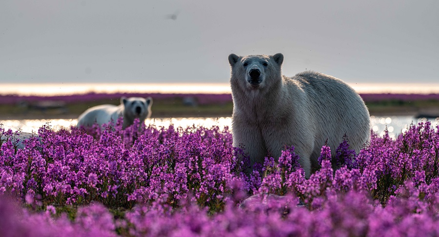 IC Photo��Ȩ��Ʒ������ת�ء�