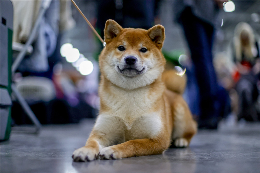 IC Photo��Ȩ��Ʒ������ת�ء�