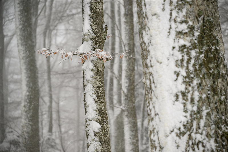 ICPhoto��Ȩ��Ʒ������ת�ء�