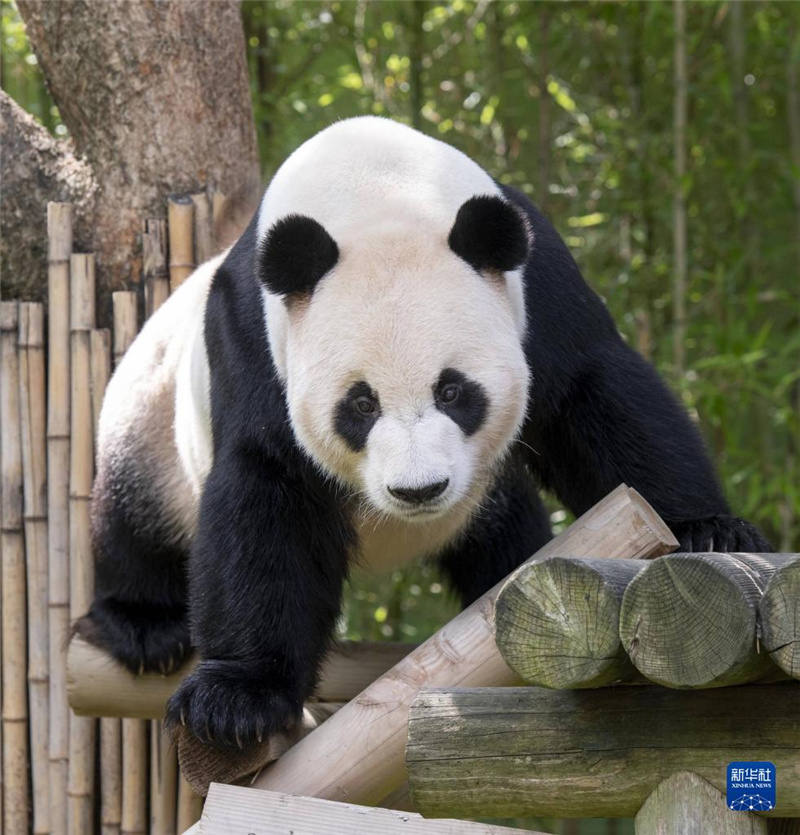 λںܵеİ԰Ĵèֱ԰Ƭ»緢԰ͼ