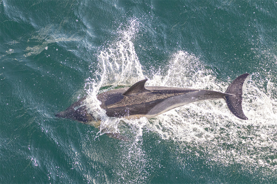 ICphoto��Ȩ��Ʒ������ת��