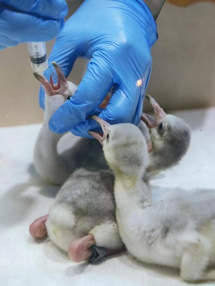 长隆野生动物世界的动物医院内,动物医生在为火烈鸟幼崽喂食。人民网记者 李舫摄