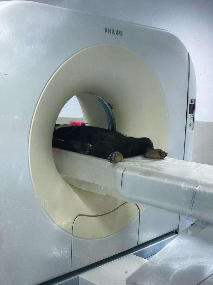 长隆野生动物世界的动物医院内,马来熊在做核磁共振检查。人民网记者 李舫摄