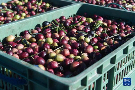 1124˹魡»緢˹֡㣩