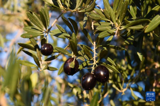 1124˹魡»緢˹֡㣩