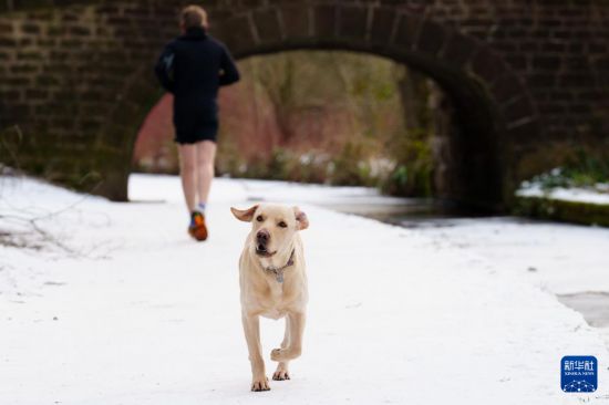 1��19�գ�һֻС����Ӣ��Ӣ����������ѩ������ˣ���»��緢���Ƕ��������㣩