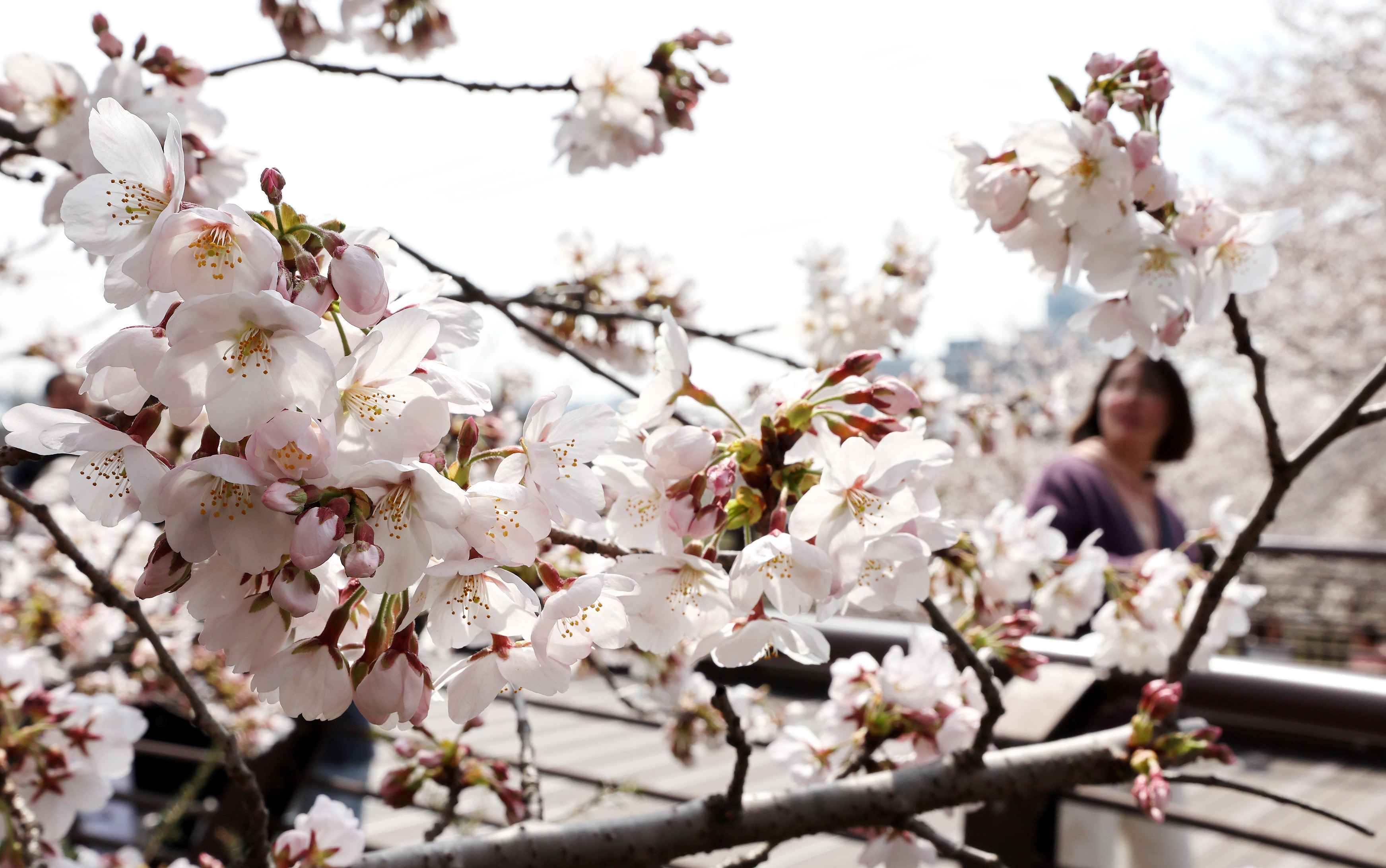 IC Photo��Ȩ��Ʒ������ת�ء�