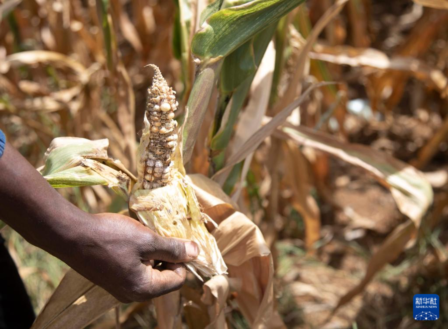 43գũڽͲΤ׶׽һ׵ؼﳤơ»緢Ф 㣩