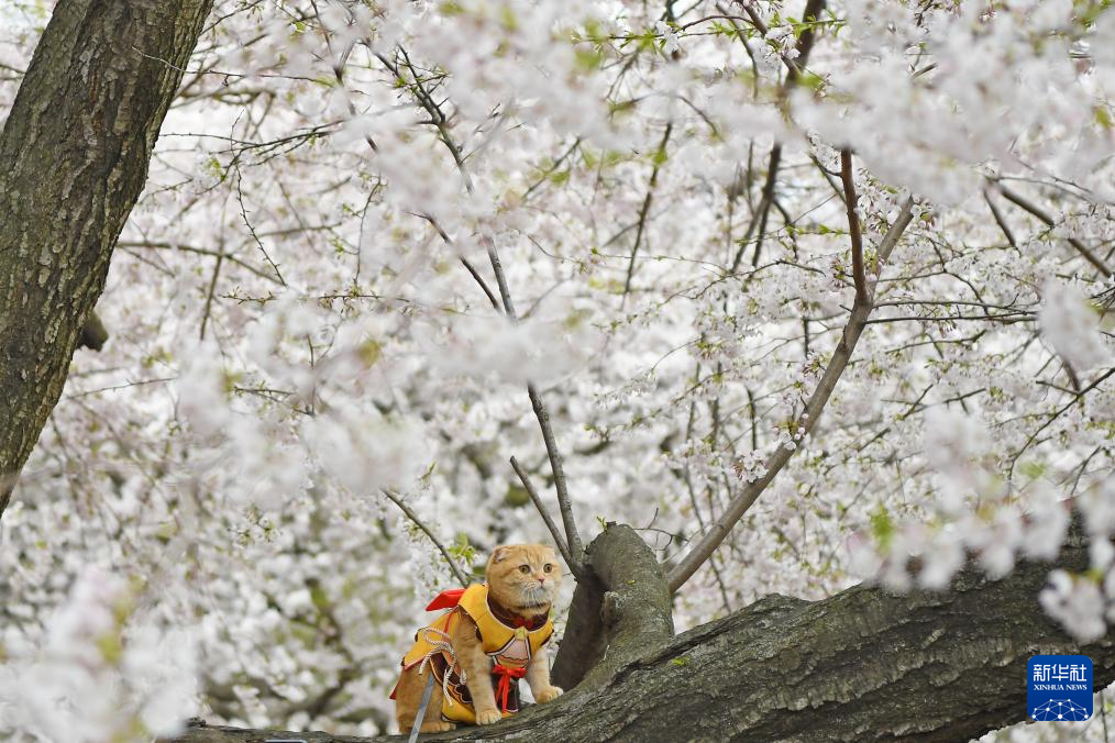 46գŦԼ빫԰һֻСèſӣϡ»  