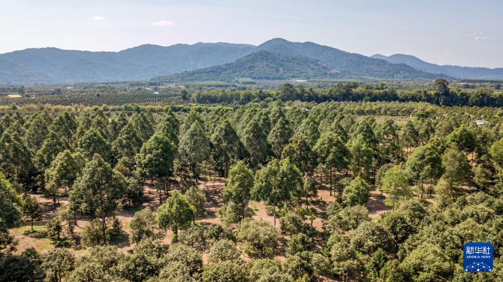 这是4月26日在泰国尖竹汶府拍摄的榴莲园(无人机照片)。新华社记者 王腾 摄