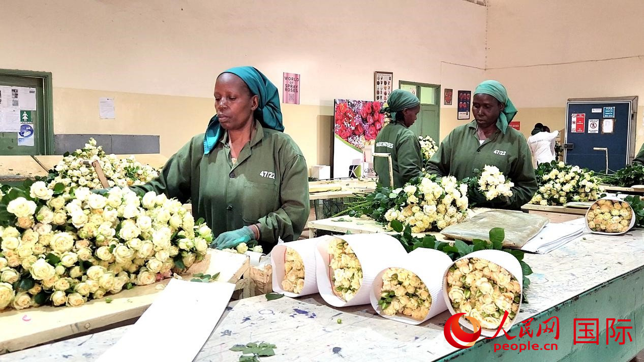 今年，肯尼亚凯伦玫瑰公司将在标银集团的支持下参加第七届进博会，展出鲜花、咖啡、牛油果等产品。图为公司鲜花工厂的工人在包装刚采摘下来的玫瑰花。人民网记者 黄炜鑫摄