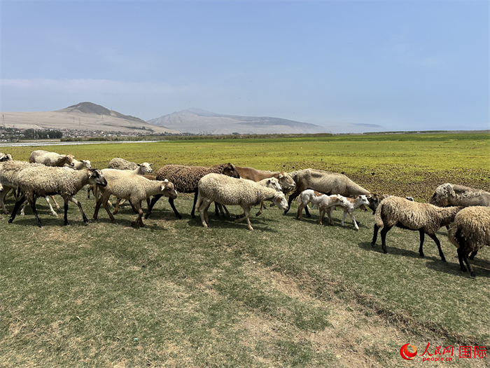 当地时间11月15日,羊群在钱凯港附近的圣罗莎湿地栖息。人民网记者 周雨摄