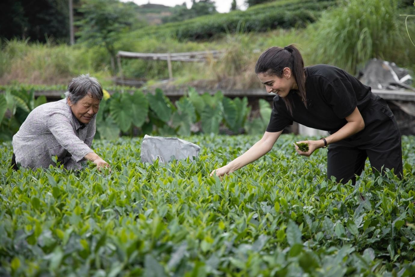 卡友琪在福建采茶。受访者供图