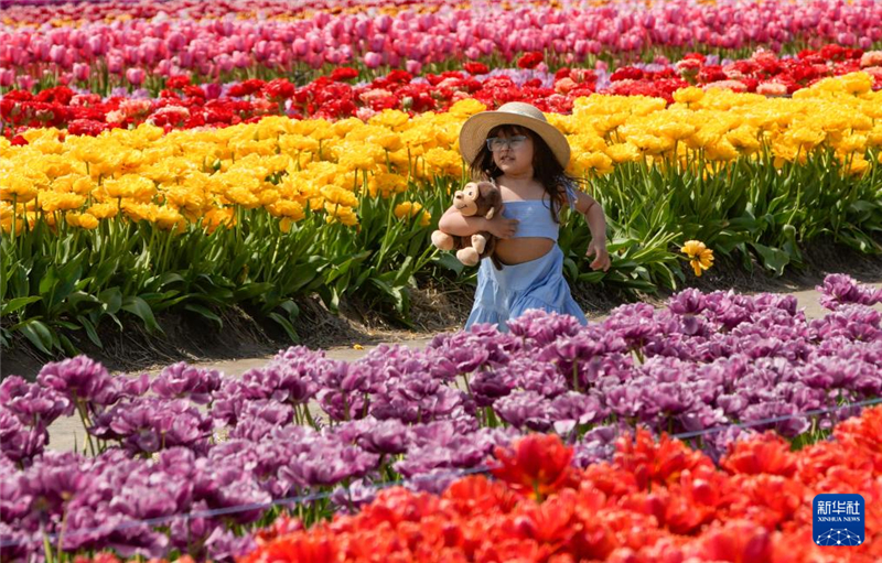 4月25日，在加拿大阿伯茨福德市，一名女孩在郁金香田中奔跑。新华社发（梁森摄）
