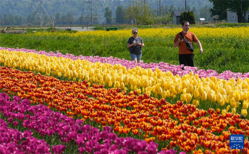 4月25日，在加拿大阿伯茨福德市，人们在郁金香田中漫步。新华社发（梁森摄）