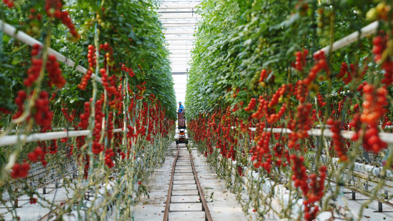 青年文化交流营嘉宾在乌鲁木齐参访高科技企业