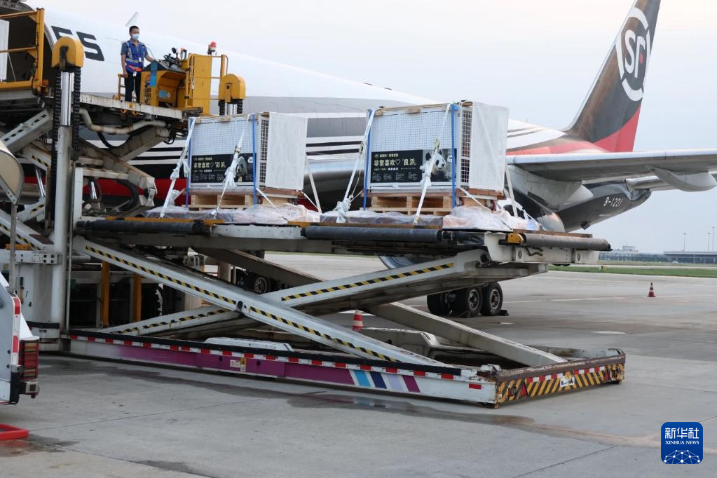 6月28日,搭载大熊猫“良浜”“结浜”“彩浜”“枫浜”的飞机抵达成都双流国际机场。新华社发(成都大熊猫繁育研究基地供图)