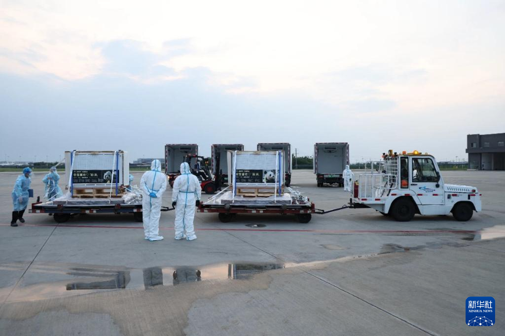 6月28日,搭载大熊猫“良浜”“结浜”“彩浜”“枫浜”的飞机抵达成都双流国际机场。新华社发(成都大熊猫繁育研究基地供图)