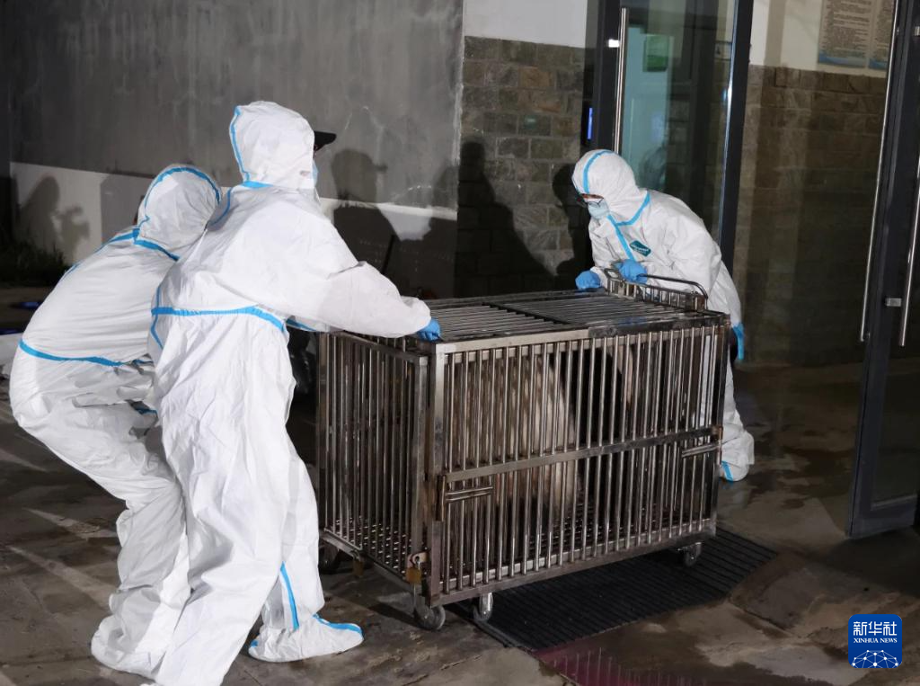 6月28日,在成都大熊猫繁育研究基地,工作人员转运大熊猫。新华社发(成都大熊猫繁育研究基地供图)