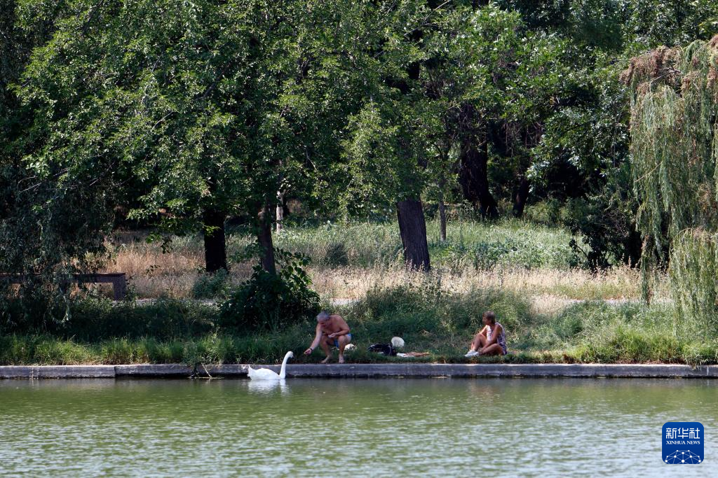 7月8日，在罗马尼亚首都布加勒斯特，一名男子在湖边喂天鹅。新华社发（克里斯泰尔摄）