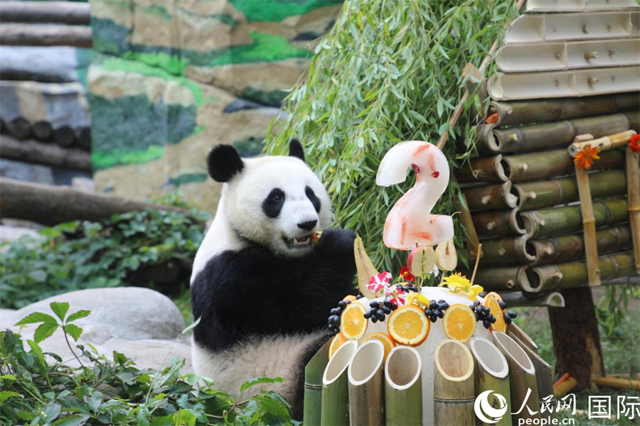 “喀秋莎”在生日庆祝活动上享用园方准备的蛋糕。人民网记者 肖新新摄 