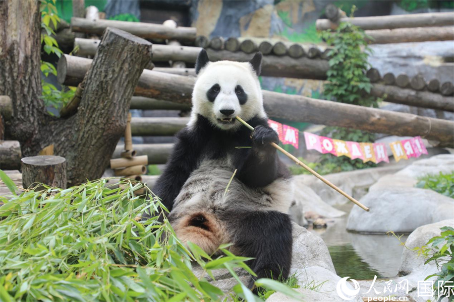 “喀秋莎”在生日庆祝活动上享用竹子。 人民网记者 肖新新摄