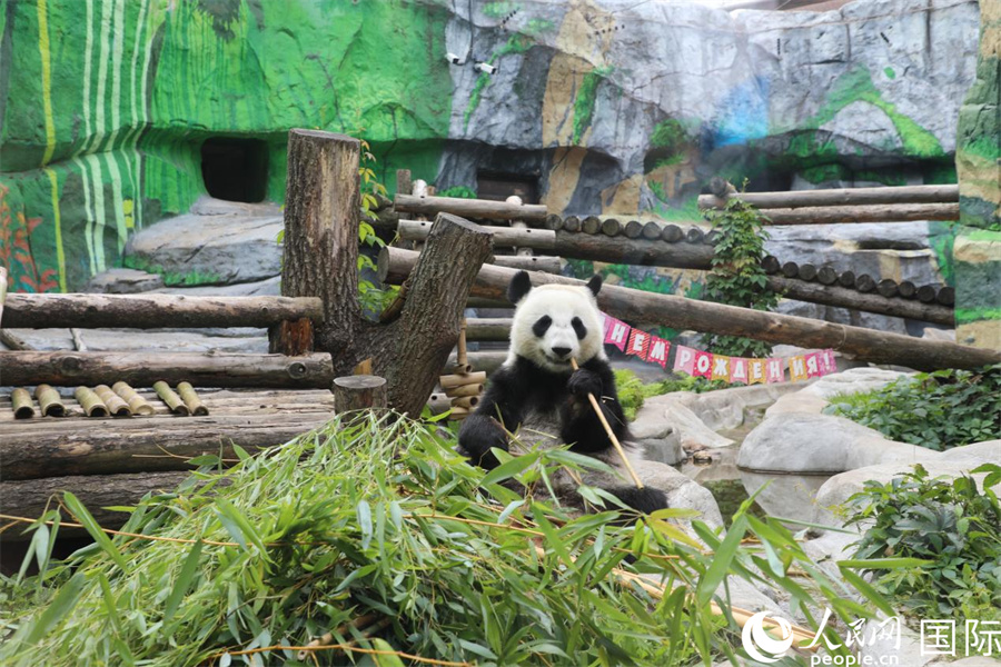 “喀秋莎”在生日庆祝活动上享用竹子。 人民网记者 肖新新摄