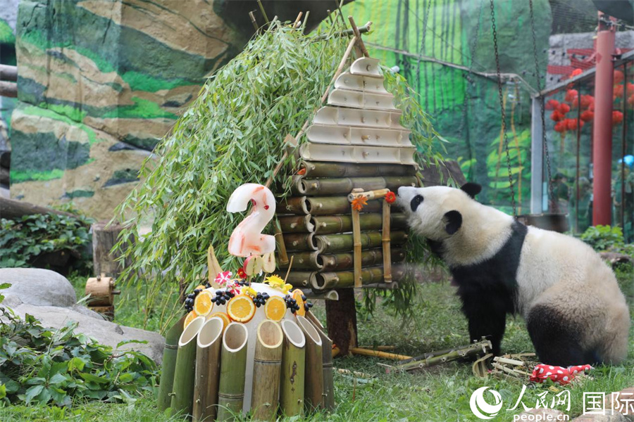 “喀秋莎”在园方准备的竹制小屋旁玩耍。人民网记者 肖新新摄