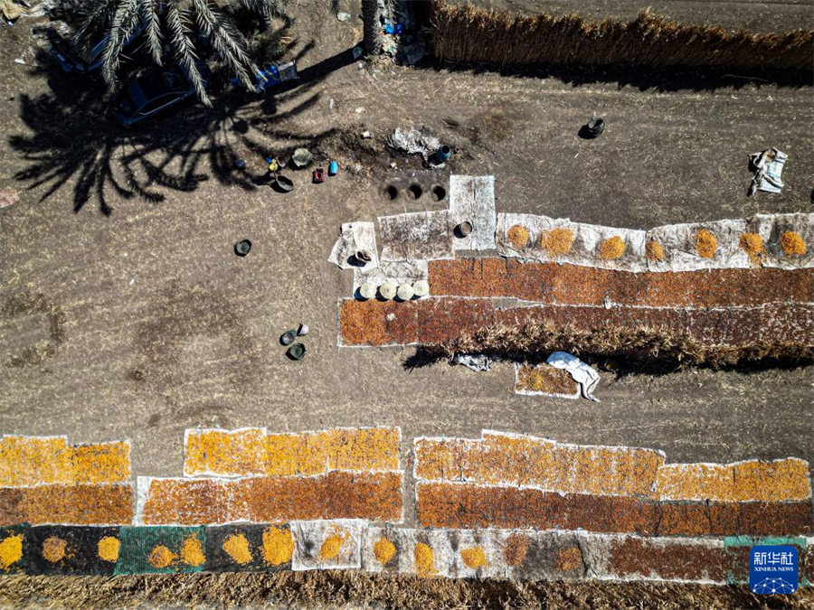 这是8月26日在埃及吉萨省代赫舒尔村拍摄的晾晒的椰枣（无人机照片）。新华社发（艾哈迈德·戈马摄）