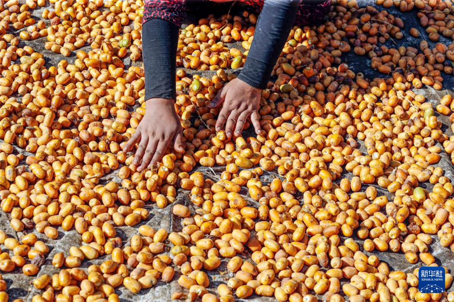 8月26日，在埃及吉萨省代赫舒尔村，村民晾晒椰枣。新华社发（艾哈迈德·戈马摄）